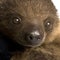 Baby Two-toed sloth - Choloepus didactylus