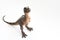 Baby tyrannosaurus rex on white background