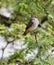 Baby Vermillion Flycatcher