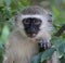 Baby Vervet Monkey