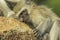 Baby vervet monkey being checked for ticks