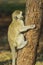 Baby vervet monkey climbing tree and sucking sap