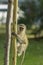 Baby vervet monkey climbing a wooden pole