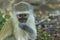 Baby vervet monkey gazing into the camera
