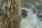 Baby vervet monkey gazing off into the distance