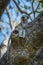 Baby vervet monkey lying on branch yawns