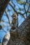 Baby vervet monkey scratching nose facing camera