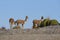 Baby Vicuna on the Altiplano, Chile