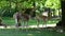 Baby Vicuna, Vicugna Vicugna, relatives of the llama