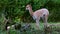 Baby Vicuna, Vicugna Vicugna, relatives of the llama