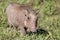 Baby Warthog