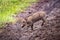 Baby warthog crosses muddy track beside grass