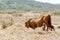 Baby warthog drinking from mom