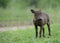 Baby warthog in Kruger Park