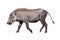 Baby Warthog Walking Side Isolated