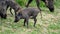 Baby warthogs