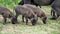 Baby warthogs