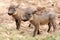 Baby Warthogs