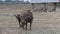 Baby water buffalo hiding behind a mother