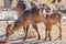 A baby waterbuck with his mother  Kobus Ellipsiprymnus looking, Ongava Private Game Reserve  neighbour of Etosha, Namibia.