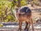 A baby waterbuck  Kobus Ellipsiprymnus at a waterhole looking, Ongava Private Game Reserve  neighbour of Etosha, Namibia.