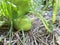 Baby watermelon in the garden