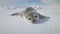 Baby Weddell Seal On Antarctica Snow Land Close-Up. Polar Landscape.