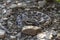 Baby Western Diamondback Rattlesnake