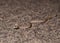 Baby Western Diamondback Rattlesnake in Arizona