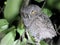 Baby Western Screech-owl