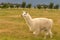 Baby white alpaca slow walk over dry green glass