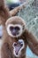 The baby of white-cheek gibbon