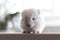 Baby white chinchilla with long whiskers sitting on white windowsill. Lovely and cute pet, background, close-up, backlit.