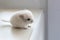 Baby white chinchilla sitting on white windowsill. Lovely and cute pet, close-up, backlit.