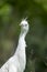 Baby white egret.