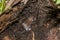 Baby White-footed mouse living under a log in the forest