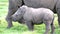 Baby white rhino walks near mother with tracking bracelet