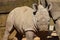 A baby white rhinoceros born in a British zoo in 2022