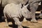 A baby white rhinoceros born in a British zoo in 2022