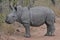 Baby White Rhinoceros Calf