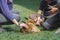 Baby white-tailed deer being pet by girls