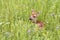 Baby White tailed Fawn Curled up in Wildflower Meadow