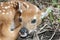 Baby white tailed fawn deer