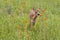 Baby White Tailed Fawn Standing in Orange Wildflowers