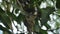 Baby white throat fantail bird feeding by father and mother feeding in nest under mango tree