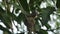 Baby white throat fantail bird feeding by father and mother feeding in nest under mango tree