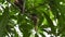 Baby white throat fantail bird waiting for father and mother feeding in nest under mango tree