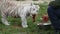 Baby white tiger being fed in zoo by worker, detail