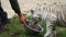 Baby white tiger getting fed in zoo by worker, detail