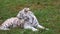 Baby white tiger lying in grass in zoo and looking around